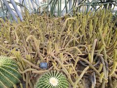 -深圳仙湖植物园