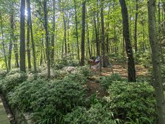 -铁山坪森林公园