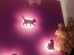 -70cat德文卷毛猫·缅因猫纯种猫舍