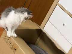 -中农国际动物医院24小时·猫科·骨科·急重症中心