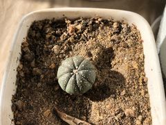 -秦美花卉(天朗·莱茵小城2期店)