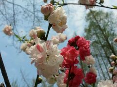 -上海市龙华烈士陵园