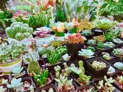 -万商花鸟市场
