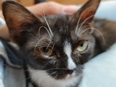 -楼上猫咖(罗湖店)