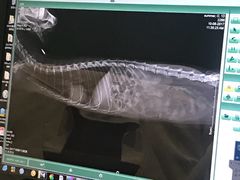-雨林宠物医院 非犬猫异宠专科