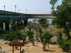 -宝安西湾红树林湿地公园