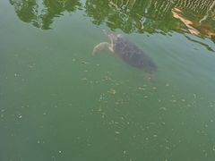 -广东惠东海龟国家级自然保护区
