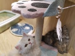 -屋虎猫馆(宝安大仟里店)