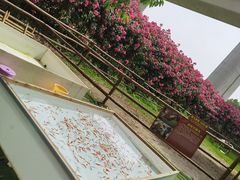 -秀丽东方