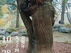 -香山公园
