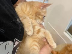 -楼上猫咖(罗湖店)