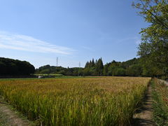-八卦田遗址公园