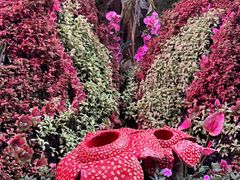 -正佳雨林生态植物园