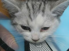 -欧奕国际动物医院