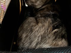 -瑞鹏宠物医院·骨科·猫科·内科(第一中心)