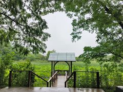 -东平国家森林公园