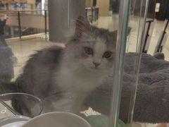 -COLOR PETS 撸猫馆·购猫·猫咖(长风大悦城店)