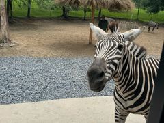 -北京野生动物园