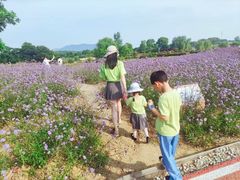 -西京湾花海