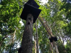 -西双版纳原始森林公园