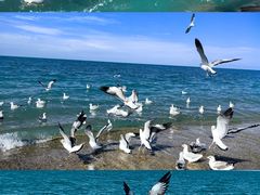 -青海湖国家重点风景名胜区