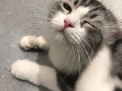 -飞行喵MR PILOT|猫舍·猫咖(静安大融城店)