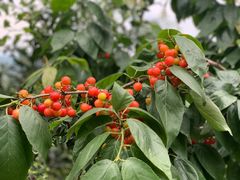 -樱桃山旅游景区