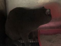 -伟伟宠物医院·CT影像中心·瑞派犬猫综合性门诊(汉口总院)