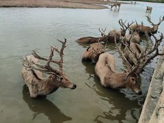 -宁波杭州湾国家湿地公园