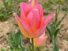 -石家庄市植物园