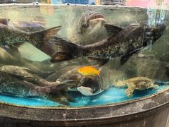 -魏铭鱼头捞饭(晋阳路店)