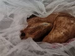 -陶记正宗德州扒鸡(科巷店)