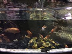 -迪拜水族馆及水下动物园