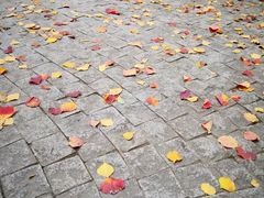 -南翔镇银翔湖公园