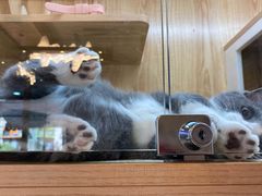 -山宅一喵德文卷毛猫舍