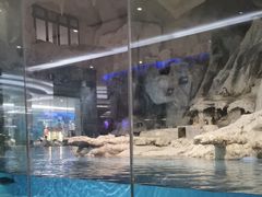 -帝企鹅自助餐厅•儿童岛•真企鹅(长隆企鹅酒店)