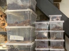 -酷以爬仙阁实体爬宠店·守宫·蜥蜴·专业繁育