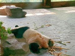 -上海野生动物园