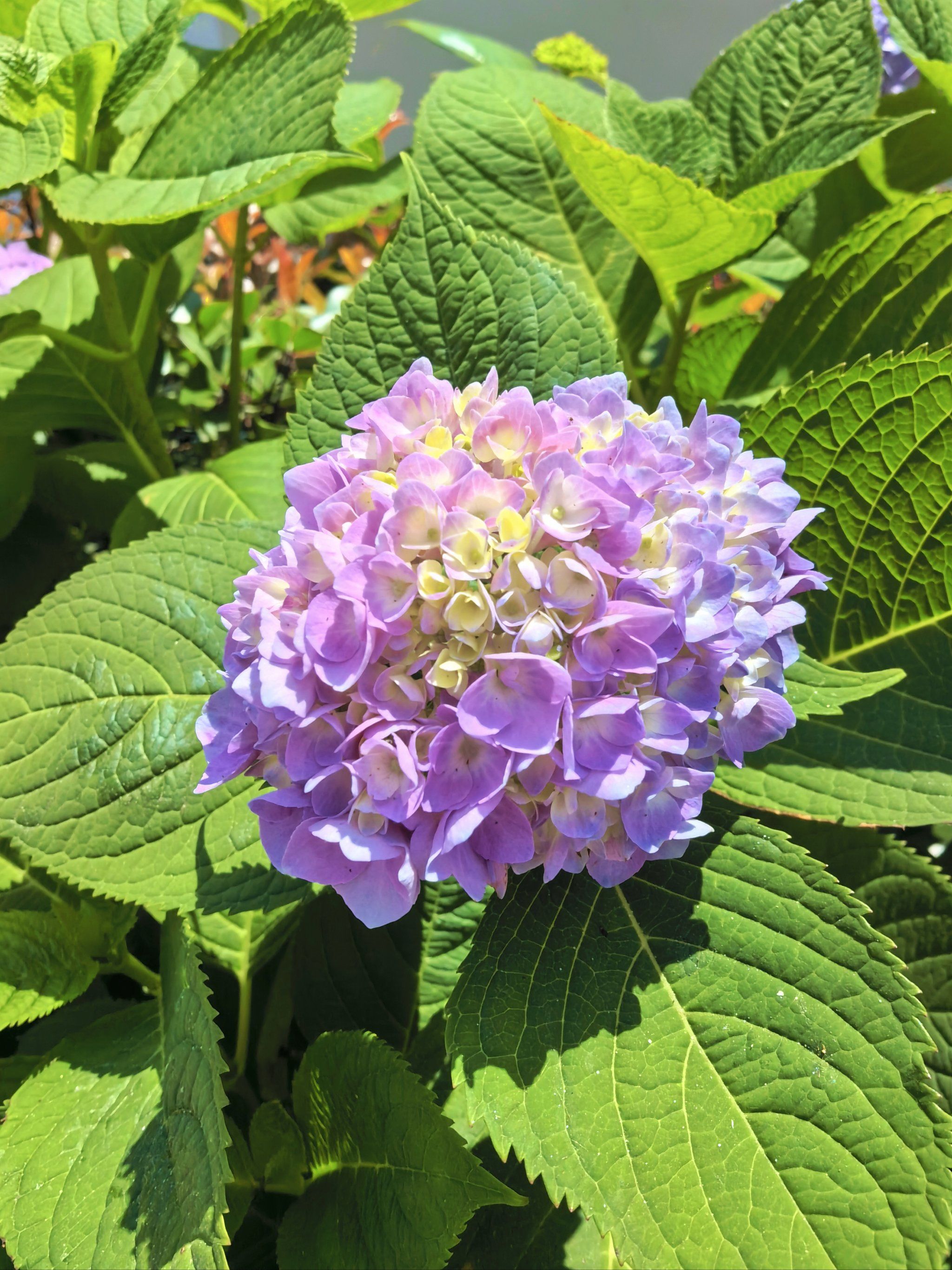 今日好心情从满眼的绣球花开始～

#天天领红包 #0元玩转这座城