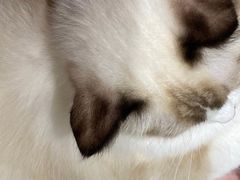 -藏猫猫咖啡主题馆(中央大道店)