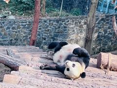 -都江堰中华大熊猫苑