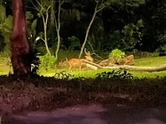 -夜间野生动物园