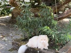 -巍山古城