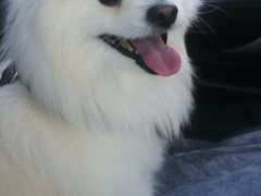 -达爱动物医院·犬猫分区·CT·复杂眼科(远洋山水分院)