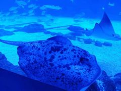 -烟台海昌鲸鲨海洋公园