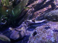 -暹罗海洋世界