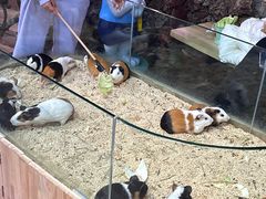 -正佳雨林生态植物园