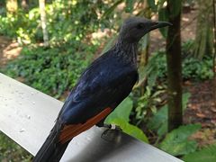 -新加坡飞禽公园