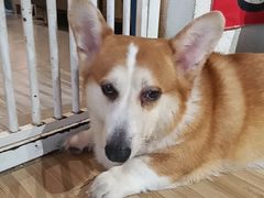 -喵小馆·猫咖狗咖猪咖·饮品店