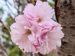 -天适樱花悠乐园